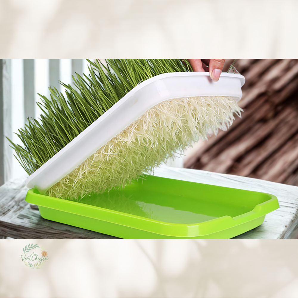 Plateau de germination pratique