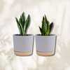 Lot de 2 pots rond bi couleur