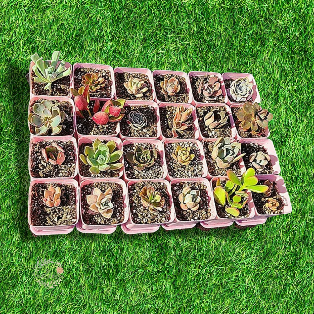 Lot pots de semis noir et coloré