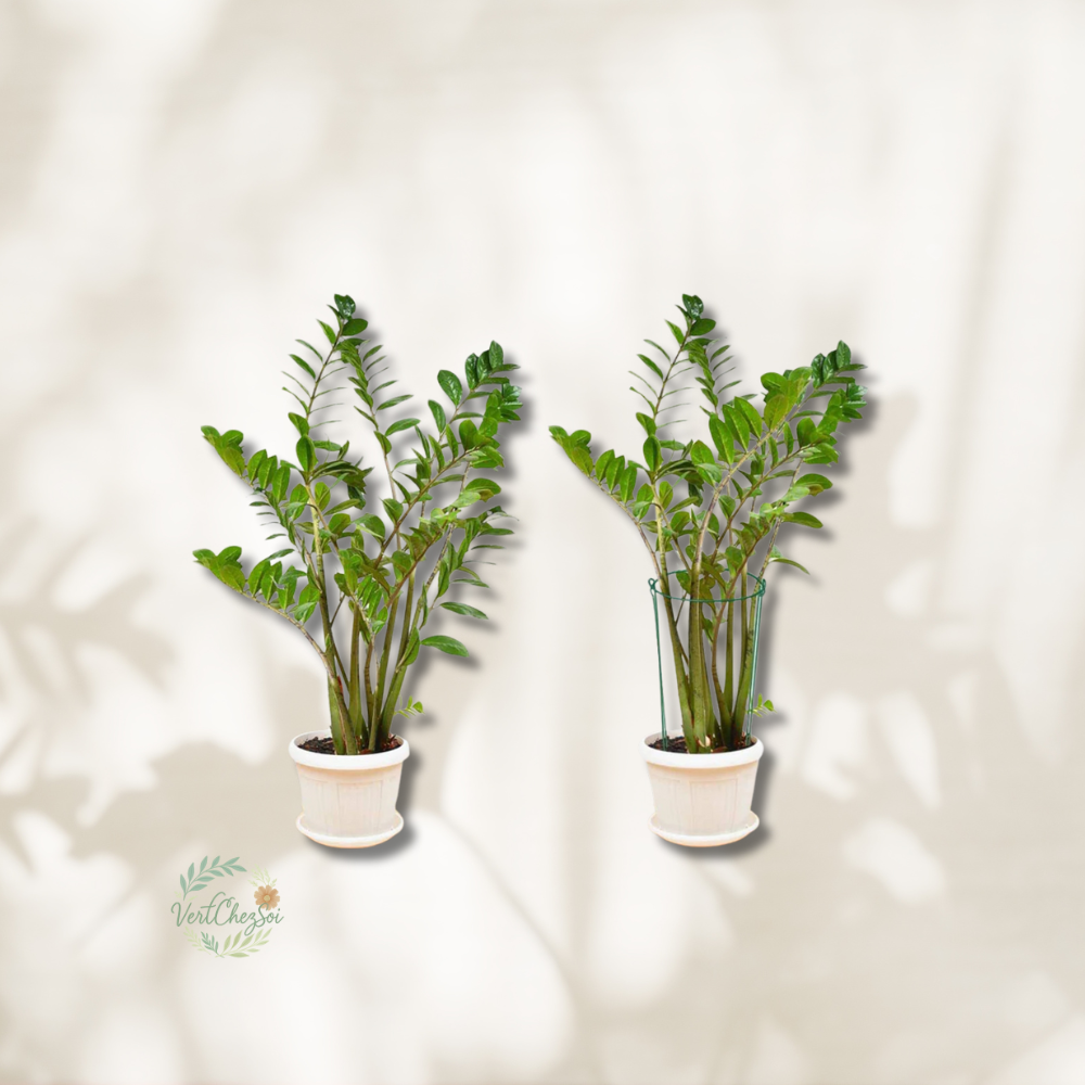 Tuteur pour plantes montante